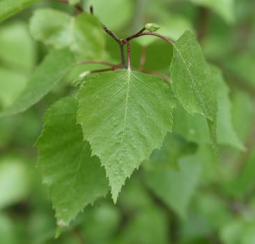 Birch tree,birch Betula,is a native tree that is also used medicinally as a medicinal plant. Birch tree,birch betula,is a native tree that is also used medicinally as a medicinal plant.
