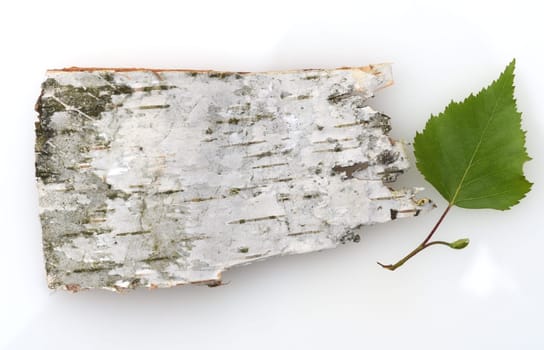 Birch tree,birch Betula,is a native tree that is also used medicinally as a medicinal plant. Birch tree,birch betula,is a native tree that is also used medicinally as a medicinal plant.