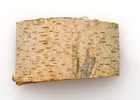 Birch tree,birch Betula,is a native tree that is also used medicinally as a medicinal plant. Birch tree,birch betula,is a native tree that is also used medicinally as a medicinal plant.