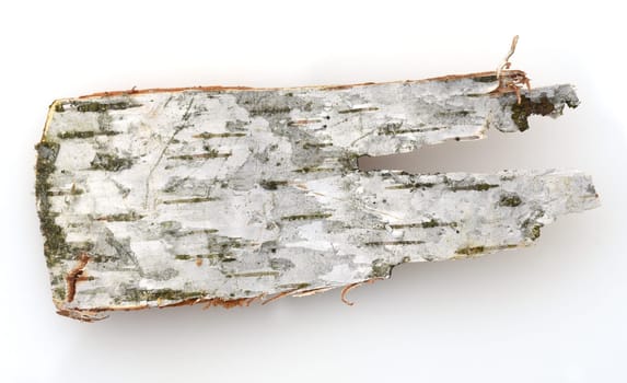 Birch tree,birch Betula,is a native tree that is also used medicinally as a medicinal plant. Birch tree,birch betula,is a native tree that is also used medicinally as a medicinal plant.
