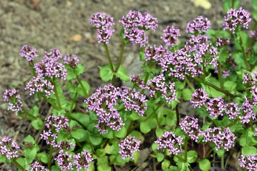 African valerian,Fedia cornucopiae,is a medicinal plant with purple flowers. African valerian,Fedia cornucopiae,is a medicinal plant with purple flowers.