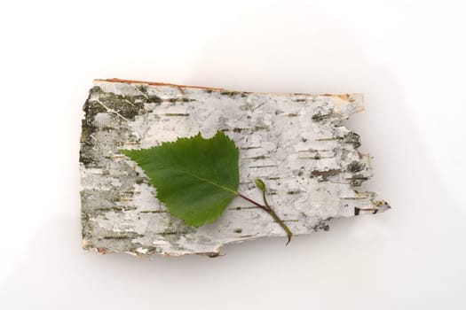 Birch tree,birch Betula,is a native tree that is also used medicinally as a medicinal plant. Birch tree,birch betula,is a native tree that is also used medicinally as a medicinal plant.