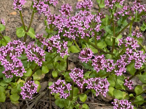 African valerian,Fedia cornucopiae,is a medicinal plant with purple flowers. African valerian,Fedia cornucopiae,is a medicinal plant with purple flowers.