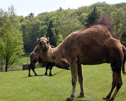 The dromedary,Camelus dromedarius,is a species of mammal in the Camelidae family. The dromedary,Camelus dromedarius,also known as the one-humped or Arabian camel,is a species of mammal from the genus Old World camels.