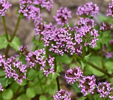 African valerian,Fedia cornucopiae,is a medicinal plant with purple flowers. African valerian,Fedia cornucopiae,is a medicinal plant with purple flowers.