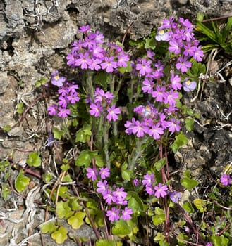Alpine balsam,Erinus alpinus is a long-flowering rock garden perennial with delicate lip flowers between May and August. Alpine Balsam,Erinus alpinus,is a long-flowering rock garden perennial with dainty labiate flowers between May and August.