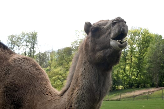 The dromedary,Camelus dromedarius,is a species of mammal in the Camelidae family. The dromedary,Camelus dromedarius,also known as the one-humped or Arabian camel,is a species of mammal from the genus Old World camels.