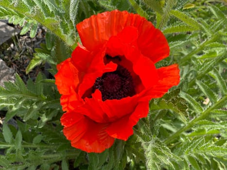 False oriental poppy,Papaver,pseudo-orientale,is confusingly very common to the Turkish poppy,Papaver orientale. False oriental poppy,papaver,pseudo-orientale,is very similar to the Turkish poppy,papaver orientale.