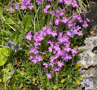 Alpine balsam,Erinus alpinus is a long-flowering rock garden perennial with delicate lip flowers between May and August. Alpine Balsam,Erinus alpinus,is a long-flowering rock garden perennial with dainty labiate flowers between May and August.