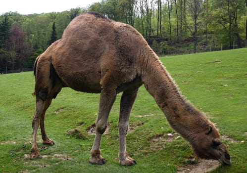 The dromedary,Camelus dromedarius,is a species of mammal in the Camelidae family. The dromedary,Camelus dromedarius,also known as the one-humped or Arabian camel,is a species of mammal from the genus Old World camels.