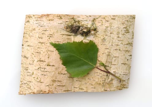 Birch tree,birch Betula,is a native tree that is also used medicinally as a medicinal plant. Birch tree,birch betula,is a native tree that is also used medicinally as a medicinal plant.