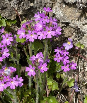 Alpine balsam,Erinus alpinus is a long-flowering rock garden perennial with delicate lip flowers between May and August. Alpine Balsam,Erinus alpinus,is a long-flowering rock garden perennial with dainty labiate flowers between May and August.