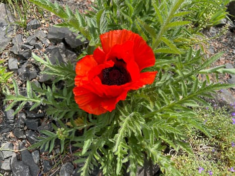 False oriental poppy,Papaver,pseudo-orientale,is confusingly very common to the Turkish poppy,Papaver orientale. False oriental poppy,papaver,pseudo-orientale,is very similar to the Turkish poppy,papaver orientale.