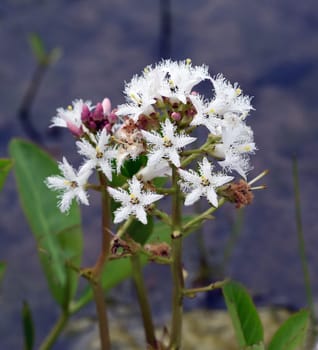 Feverroot,Triosteum,Rosthorni,is a water and medicinal plant with white flowers. Feverwort,Triosteum,Rosthorni,is an aquatic and medicinal plant with white flowers.