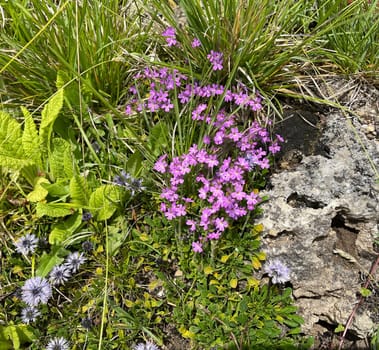 Alpine balsam,Erinus alpinus is a long-flowering rock garden perennial with delicate lip flowers between May and August. Alpine Balsam,Erinus alpinus,is a long-flowering rock garden perennial with dainty labiate flowers between May and August.