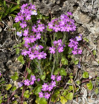Alpine balsam,Erinus alpinus is a long-flowering rock garden perennial with delicate lip flowers between May and August. Alpine Balsam,Erinus alpinus,is a long-flowering rock garden perennial with dainty labiate flowers between May and August.