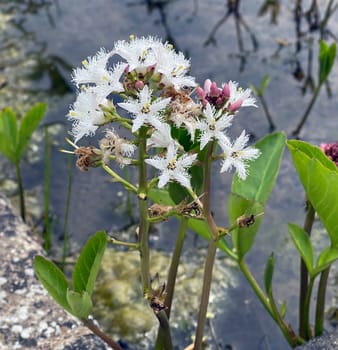 Feverroot,Triosteum,Rosthorni,is a water and medicinal plant with white flowers. Feverwort,Triosteum,Rosthorni,is an aquatic and medicinal plant with white flowers.