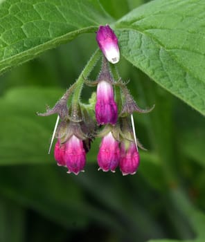 Comfrey,Symphytum,officinale,is a wild plant with white or purple flowers. It is an important medicinal plant and is also used in medicine. Comfrey,Symphytum,officinale,is a wild plant with white or purple flowers. It is an important medicinal plant and is also used in medicine.