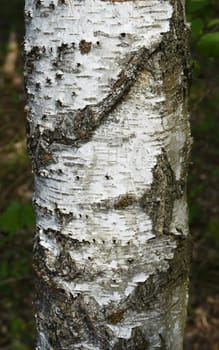 Birch tree,birch Betula,is a native tree that is also used medicinally as a medicinal plant. Birch tree,birch betula,is a native tree that is also used medicinally as a medicinal plant.