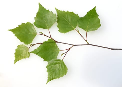 Birch tree,birch Betula,is a native tree that is also used medicinally as a medicinal plant. Birch tree,birch betula,is a native tree that is also used medicinally as a medicinal plant.