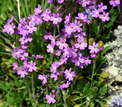 Alpine balsam,Erinus alpinus is a long-flowering rock garden perennial with delicate lip flowers between May and August. Alpine Balsam,Erinus alpinus,is a long-flowering rock garden perennial with dainty labiate flowers between May and August.