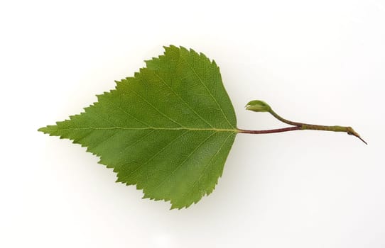 Birch tree,birch Betula,is a native tree that is also used medicinally as a medicinal plant. Birch tree,birch betula,is a native tree that is also used medicinally as a medicinal plant.
