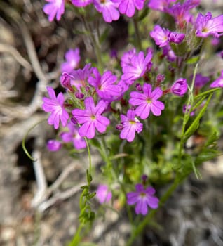 Alpine balsam,Erinus alpinus is a long-flowering rock garden perennial with delicate lip flowers between May and August. Alpine Balsam,Erinus alpinus,is a long-flowering rock garden perennial with dainty labiate flowers between May and August.