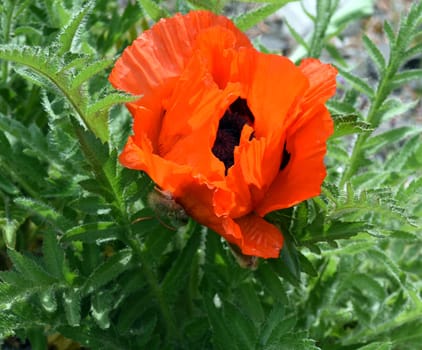 False oriental poppy,Papaver,pseudo-orientale,is confusingly very common to the Turkish poppy,Papaver orientale. False oriental poppy,papaver,pseudo-orientale,is very similar to the Turkish poppy,papaver orientale.