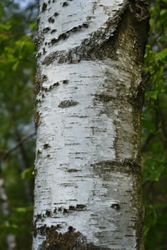 Birch tree,birch Betula,is a native tree that is also used medicinally as a medicinal plant. Birch tree,birch betula,is a native tree that is also used medicinally as a medicinal plant.