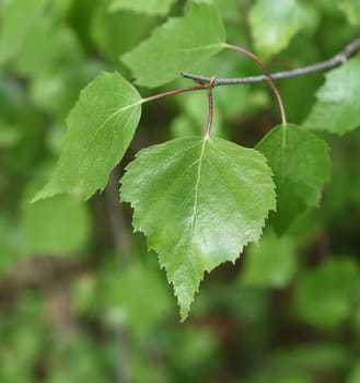 Birch tree,birch Betula,is a native tree that is also used medicinally as a medicinal plant. Birch tree,birch betula,is a native tree that is also used medicinally as a medicinal plant.