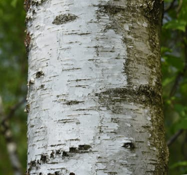 Birch tree,birch Betula,is a native tree that is also used medicinally as a medicinal plant. Birch tree,birch betula,is a native tree that is also used medicinally as a medicinal plant.