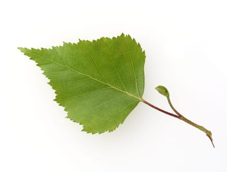 Birch tree,birch Betula,is a native tree that is also used medicinally as a medicinal plant. Birch tree,birch betula,is a native tree that is also used medicinally as a medicinal plant.