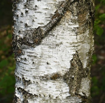 Birch tree,birch Betula,is a native tree that is also used medicinally as a medicinal plant. Birch tree,birch betula,is a native tree that is also used medicinally as a medicinal plant.