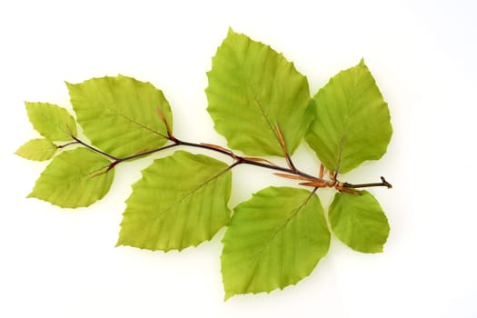 Beech,Fagus sylvatica,is a deciduous tree that is often found in our forests.  It is a powerful tree and its wood is an important supplier of timber. Beech,Fagus,sylvatica,is a deciduous tree,which is often found in our forests. It is a powerful tree and its wood is an important timber supplier.