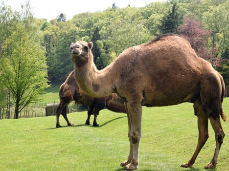 The dromedary,Camelus dromedarius,is a species of mammal in the Camelidae family. The dromedary,Camelus dromedarius,also known as the one-humped or Arabian camel,is a species of mammal from the genus Old World camels.