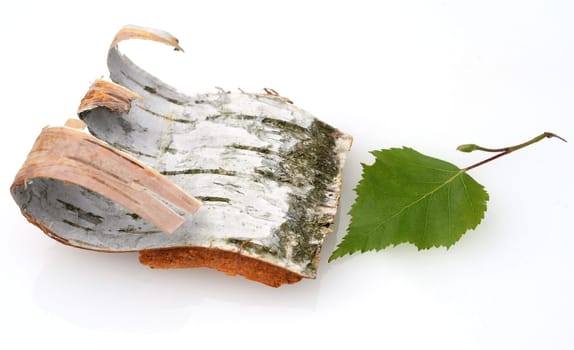Birch tree,birch Betula,is a native tree that is also used medicinally as a medicinal plant. Birch tree,birch betula,is a native tree that is also used medicinally as a medicinal plant.