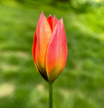 Wild tulips are the ancestors of modern garden tulips. Wild tulips are the ancestors of modern garden tulips