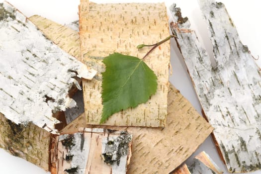 Birch tree,birch Betula,is a native tree that is also used medicinally as a medicinal plant. Birch tree,birch betula,is a native tree that is also used medicinally as a medicinal plant.