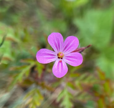 Ruprechtkraut,Geranium robertianum,is an important medicinal plant with purple flowers. Geranium robertianum,is an important medicinal plant with purple flowers.