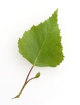 Birch tree,birch Betula,is a native tree that is also used medicinally as a medicinal plant. Birch tree,birch betula,is a native tree that is also used medicinally as a medicinal plant.
