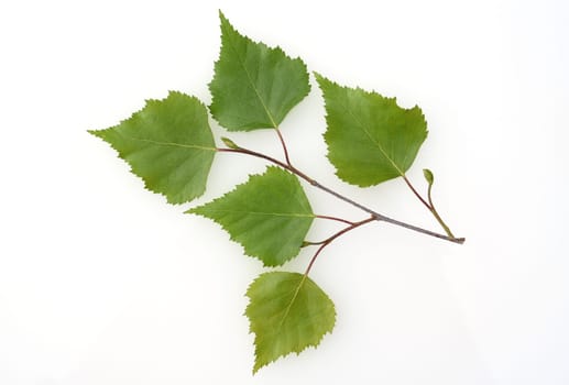Birch tree,birch Betula,is a native tree that is also used medicinally as a medicinal plant. Birch tree,birch betula,is a native tree that is also used medicinally as a medicinal plant.