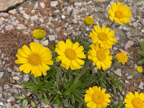 Tetraneuris acaulis is a species of flowering plant in the sunflower family. Tetraneuris acaulis is a North American species of flowering plant in the sunflower family.
