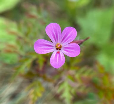 Ruprechtkraut,Geranium robertianum,is an important medicinal plant with purple flowers. Geranium robertianum,is an important medicinal plant with purple flowers.