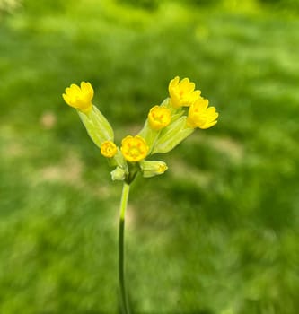 Keyflower,Primula veris,officinalis,is a medicinal plant with beautiful yellow flowers and grows wild. Cowslip,Primula veris,officinalis,is a medicinal plant with beautiful yellow flowers and grows wild.