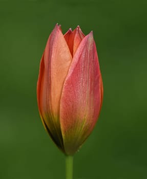 Wild tulips are the ancestors of modern garden tulips. Wild tulips are the ancestors of modern garden tulips