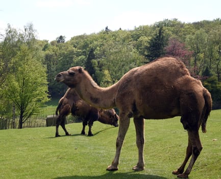The dromedary,Camelus dromedarius,is a species of mammal in the Camelidae family. The dromedary,Camelus dromedarius,also known as the one-humped or Arabian camel,is a species of mammal from the genus Old World camels.