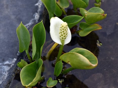 Swamp calla,Calla palustris,is an aquatic plant with white flowers. Marsh calla,Calla palustris,is an aquatic plant with white flowers.