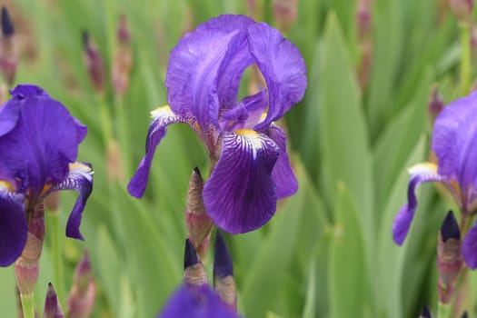 Iris,The iris is a wild flowering flower with blue flowers. The iris is a wild flower with blue flowers.