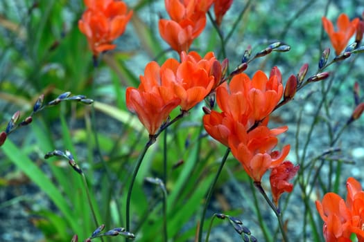 Tritonia,Tritonia crocata,is an iris with an onion tuber. Tritonia,Tritonia crocata,is an iris family with a bulbous bulb.