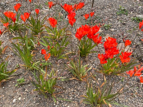 Tritonia,Tritonia crocata,is an iris with an onion tuber. Tritonia,Tritonia crocata,is an iris family with a bulbous bulb.